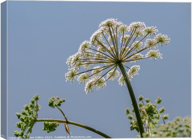 Common Hogweed Flower head from underneath in the United Kingdom Canvas Print by Dave Collins