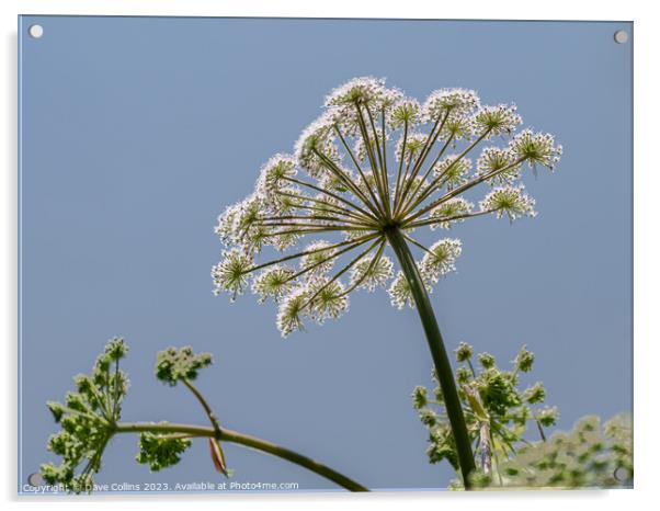 Common Hogweed Flower head from underneath in the United Kingdom Acrylic by Dave Collins