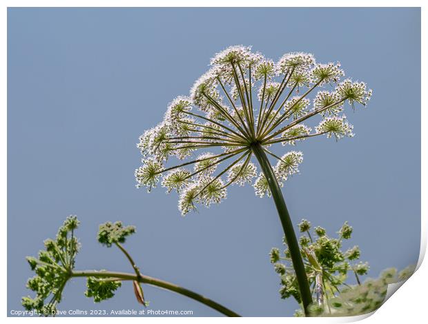 Common Hogweed Flower head from underneath in the United Kingdom Print by Dave Collins