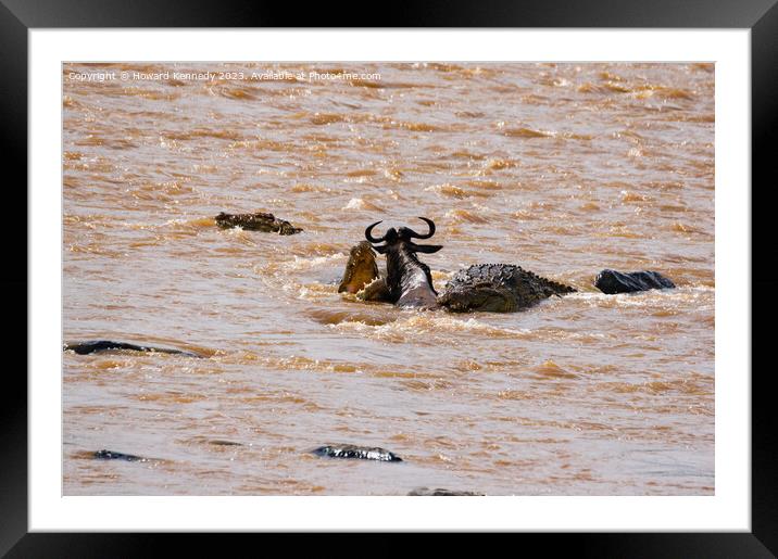 Wildebeest fighting for its life against several Crocodiles Framed Mounted Print by Howard Kennedy