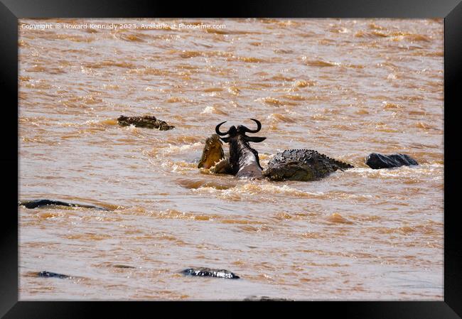 Wildebeest fighting for its life against several Crocodiles Framed Print by Howard Kennedy