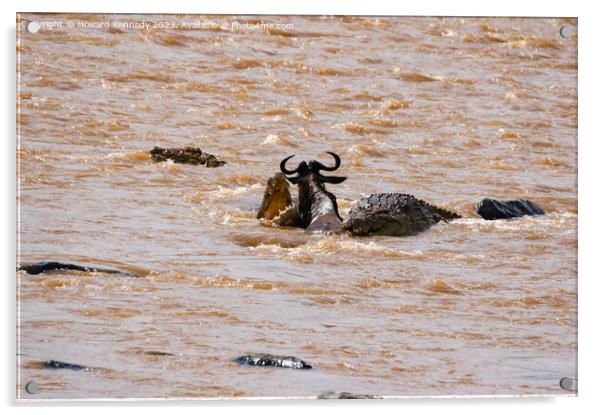 Wildebeest fighting for its life against several Crocodiles Acrylic by Howard Kennedy