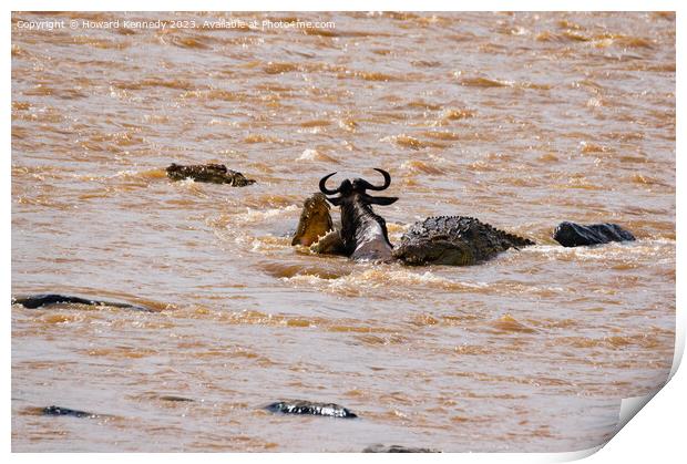 Wildebeest fighting for its life against several Crocodiles Print by Howard Kennedy