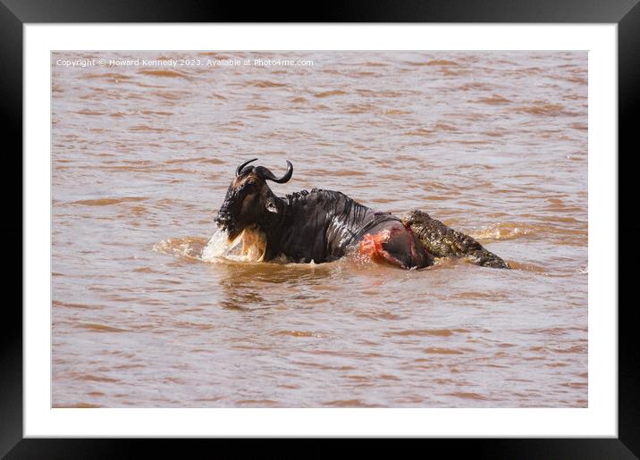 Wildebeest fighting for its life against several Crocodiles Framed Mounted Print by Howard Kennedy