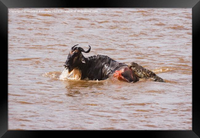 Wildebeest fighting for its life against several Crocodiles Framed Print by Howard Kennedy