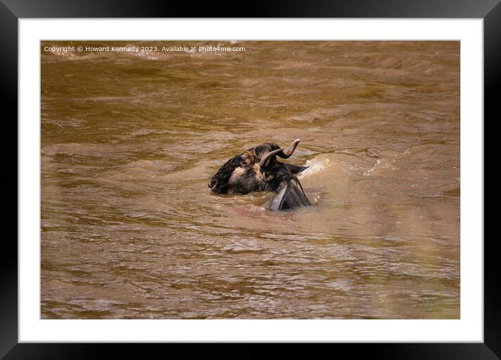 Wildebeest escapes from Crocodiles Framed Mounted Print by Howard Kennedy