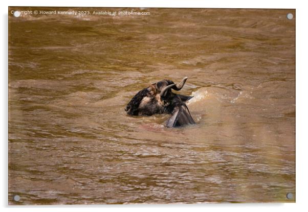 Wildebeest escapes from Crocodiles Acrylic by Howard Kennedy