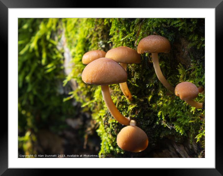 Autumn Fungi Framed Mounted Print by Alan Dunnett