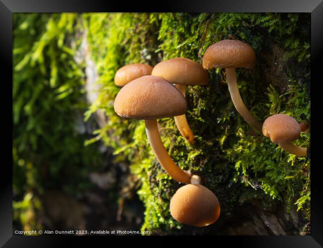 Autumn Fungi Framed Print by Alan Dunnett