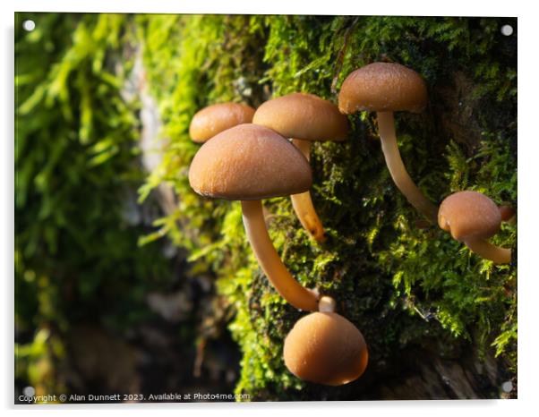 Autumn Fungi Acrylic by Alan Dunnett