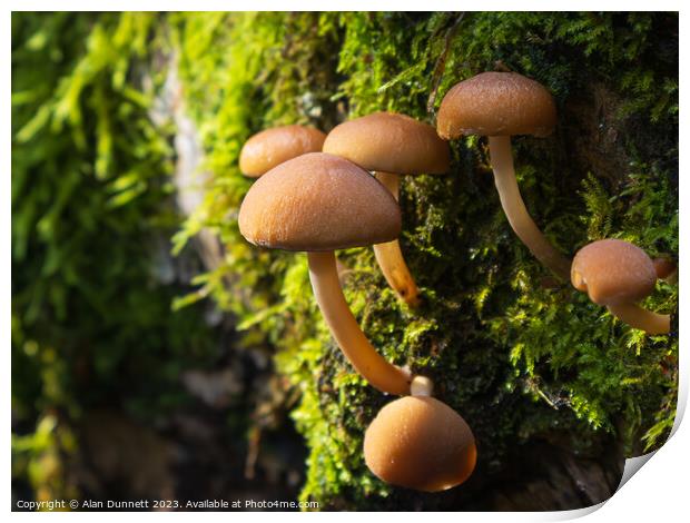 Autumn Fungi Print by Alan Dunnett