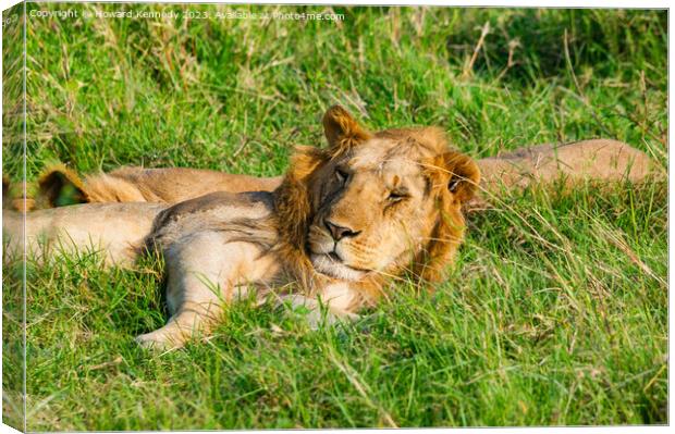 Nomadic Male Lions chilling in Masai Mara Canvas Print by Howard Kennedy