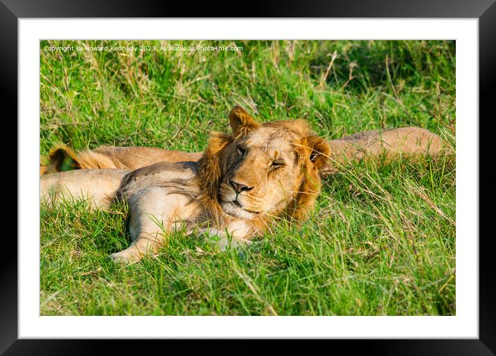 Nomadic Male Lions chilling in Masai Mara Framed Mounted Print by Howard Kennedy