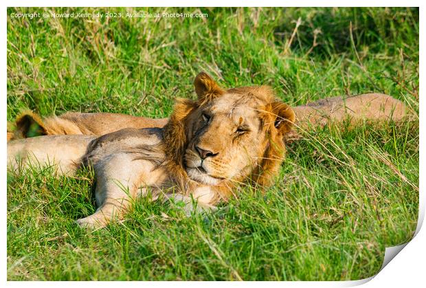 Nomadic Male Lions chilling in Masai Mara Print by Howard Kennedy