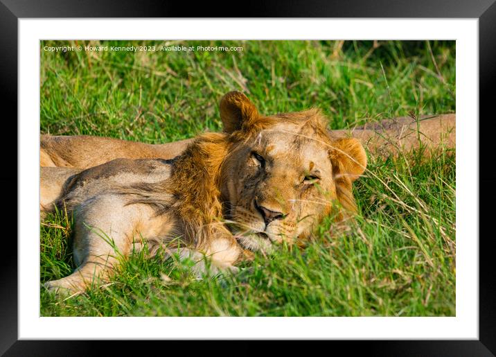 Nomadic Male Lions in Masai Mara Framed Mounted Print by Howard Kennedy