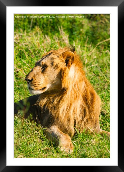 Male Lion in Masai Mara Framed Mounted Print by Howard Kennedy