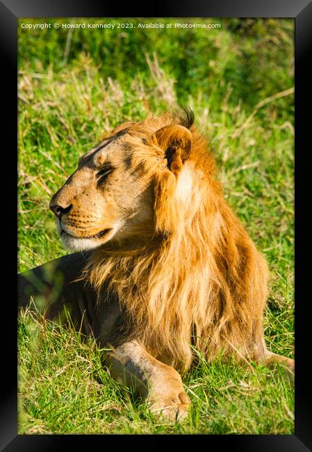 Male Lion in Masai Mara Framed Print by Howard Kennedy