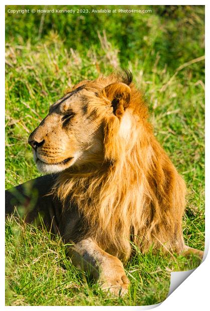 Male Lion in Masai Mara Print by Howard Kennedy