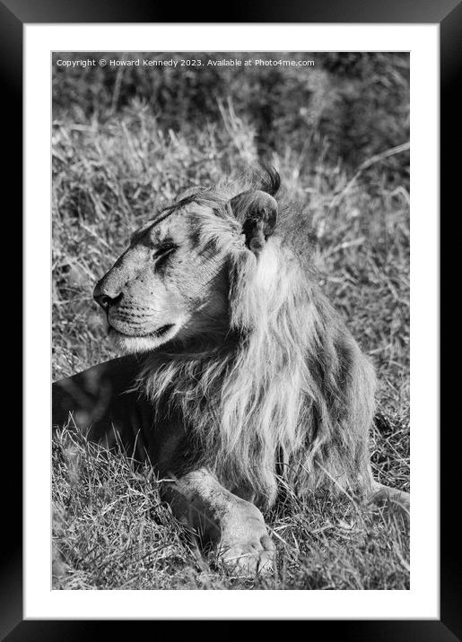 Male Lion in Masai Mara in black and white Framed Mounted Print by Howard Kennedy