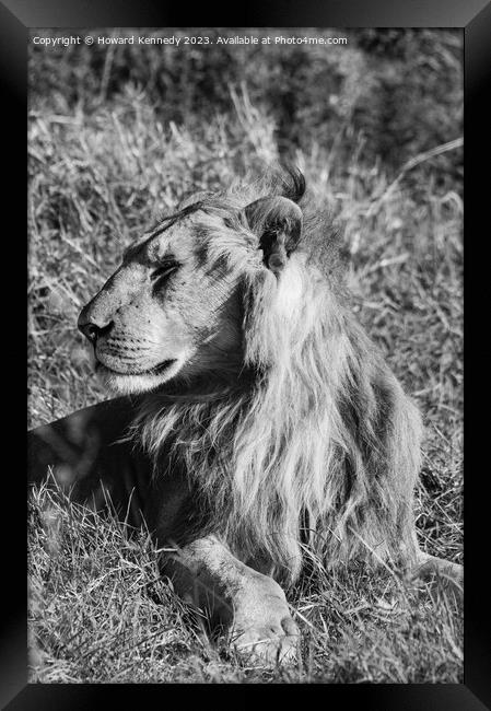 Male Lion in Masai Mara in black and white Framed Print by Howard Kennedy