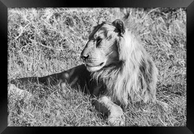 Male Lion in Masai Mara in black and white Framed Print by Howard Kennedy