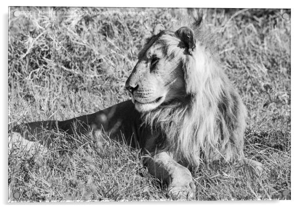 Male Lion in Masai Mara in black and white Acrylic by Howard Kennedy