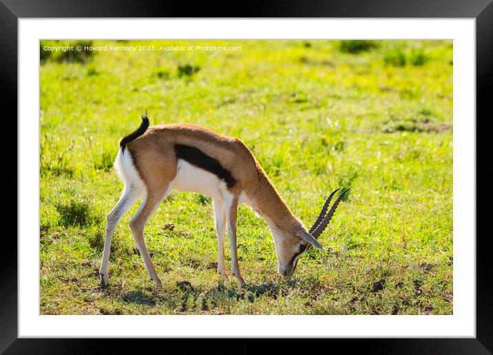 Thomson's Gazelle grazing in Masai Mara Framed Mounted Print by Howard Kennedy