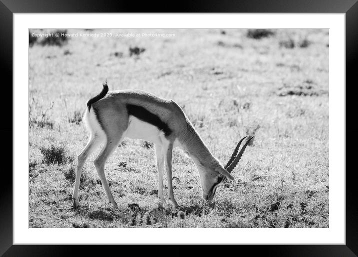 Thomson's Gazelle grazing in Masai Mara in black and white Framed Mounted Print by Howard Kennedy