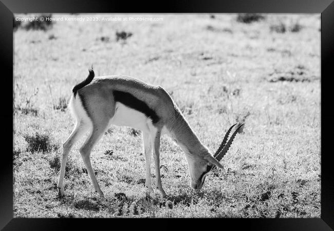 Thomson's Gazelle grazing in Masai Mara in black and white Framed Print by Howard Kennedy