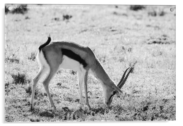 Thomson's Gazelle grazing in Masai Mara in black and white Acrylic by Howard Kennedy