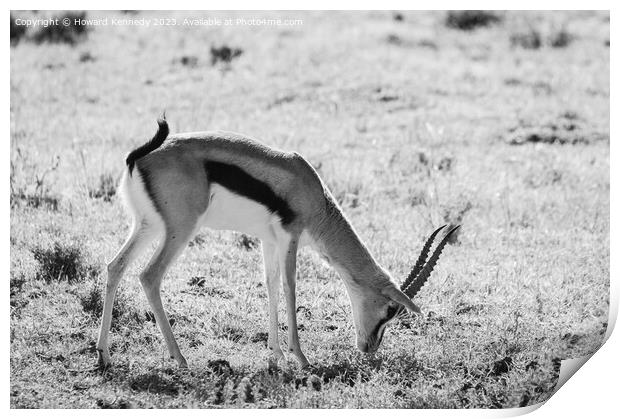 Thomson's Gazelle grazing in Masai Mara in black and white Print by Howard Kennedy