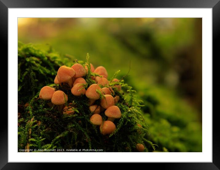 Mini autumn fungi Framed Mounted Print by Alan Dunnett