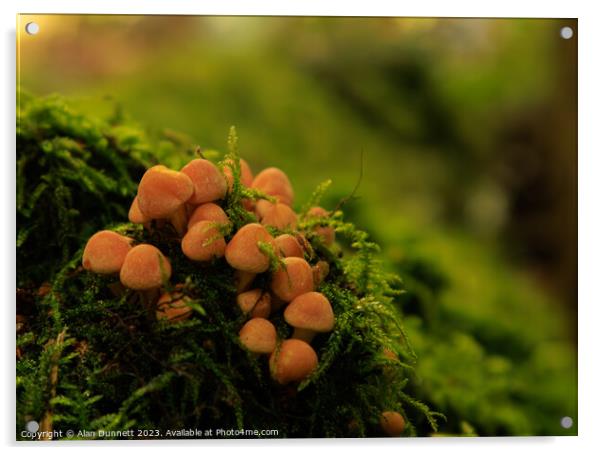 Mini autumn fungi Acrylic by Alan Dunnett