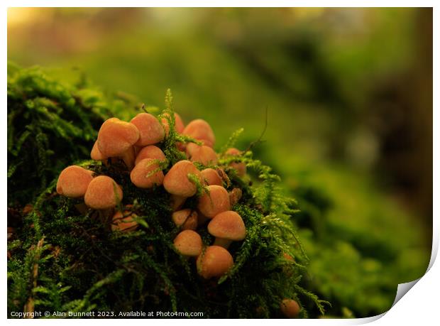 Mini autumn fungi Print by Alan Dunnett