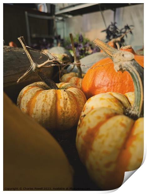 Gourds and pumpkins  Print by Charles Powell