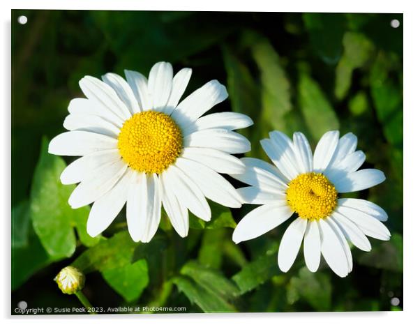 Oxeye Daisy  Leucanthemum-vulgare Acrylic by Susie Peek