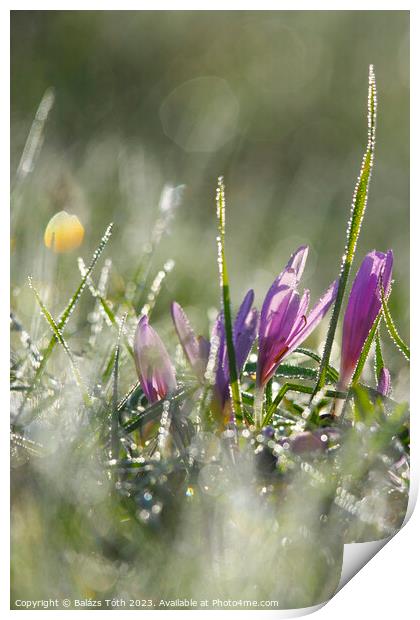 Autumn crocus in the morning dew Print by Balázs Tóth