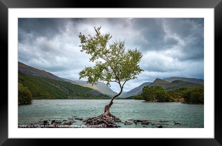 The Lone Tree Framed Mounted Print by Mike Shields