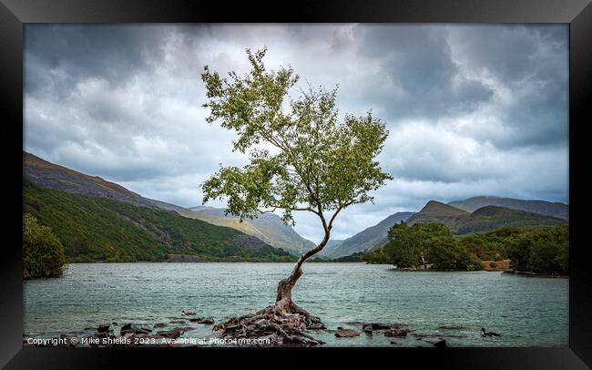 The Lone Tree Framed Print by Mike Shields