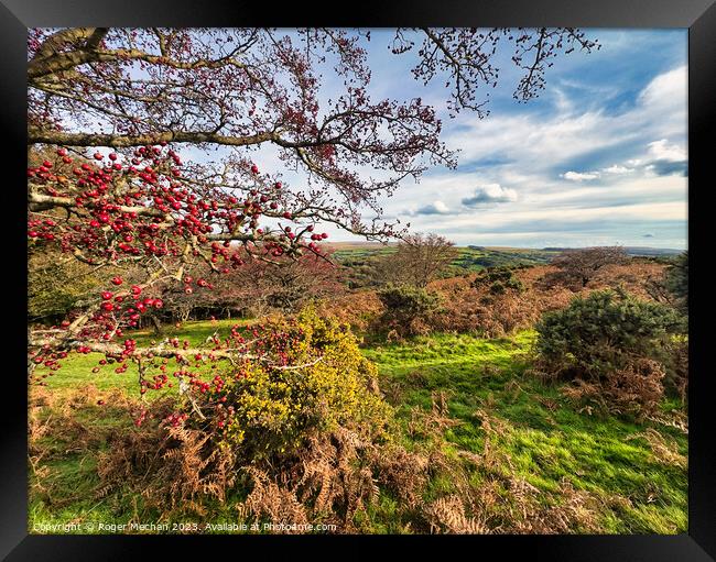 Autumn colours on Dartmoor Framed Print by Roger Mechan