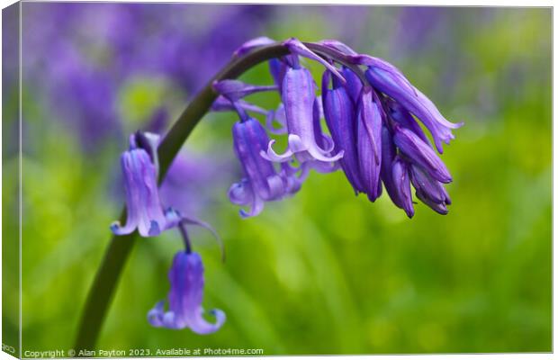 Bluebells in Kent Canvas Print by Alan Payton