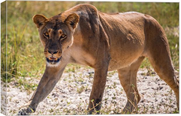 Prowling Lioness Canvas Print by Margaret Ryan