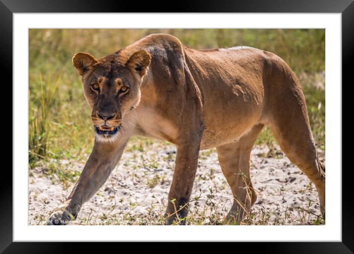 Prowling Lioness Framed Mounted Print by Margaret Ryan