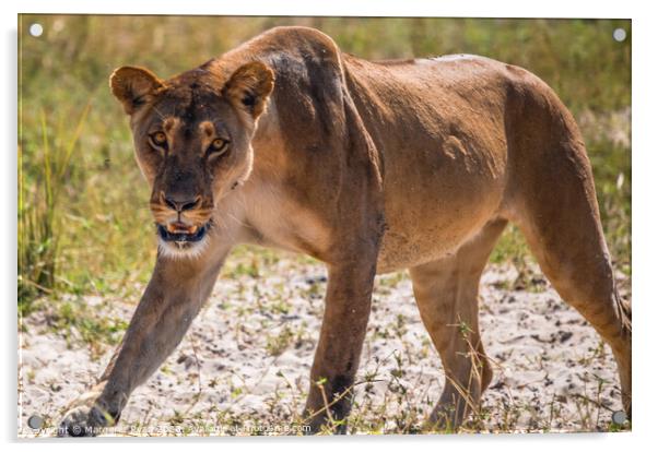 Prowling Lioness Acrylic by Margaret Ryan