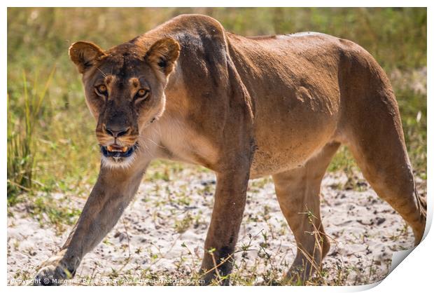 Prowling Lioness Print by Margaret Ryan