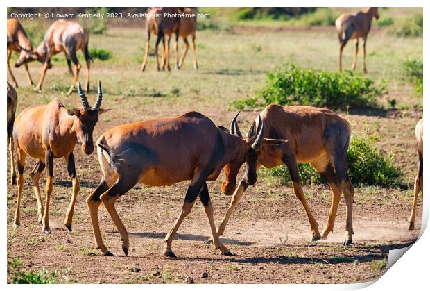 Male Topi sparring Print by Howard Kennedy