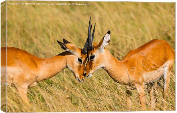 Young male Impala practice sparring Canvas Print by Howard Kennedy
