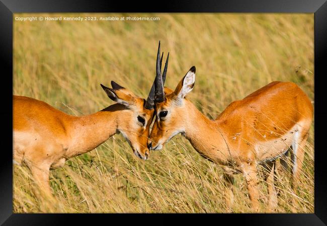 Young male Impala practice sparring Framed Print by Howard Kennedy