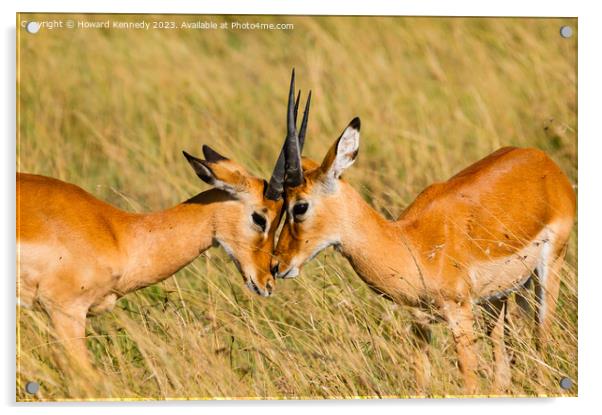 Young male Impala practice sparring Acrylic by Howard Kennedy