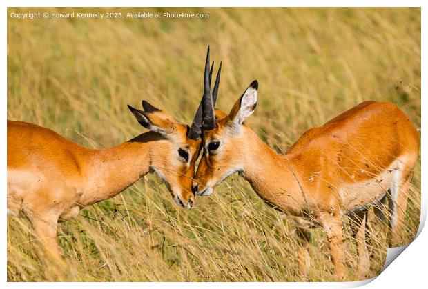 Young male Impala practice sparring Print by Howard Kennedy